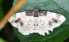 Ligdia adustata